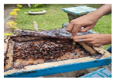 Vokasional Budidaya Lebah Madu Trigona